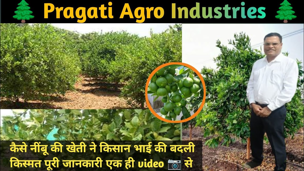 Pragati Agro Industries|| नींबू की खेती कर के किसान भाई लाखों रुपए महीने में इनकॉम ले रहे हैं#प्रगति