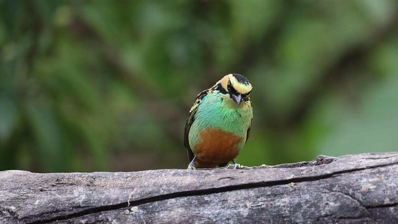 Golden-eared Tanager | Tangara chrysotis | Birding in Manu Road PERU