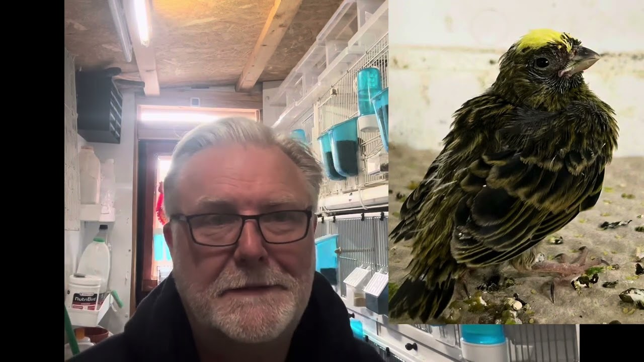 The Classic Lizard Canary, Series 2, Episode 3, The 2025 Breeding Season so far !