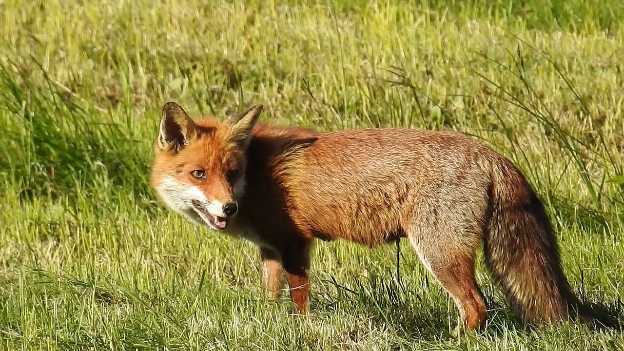 Rehe, Fuchs und Feldhase in Nahaufnahme - Roe deer, fox and hare