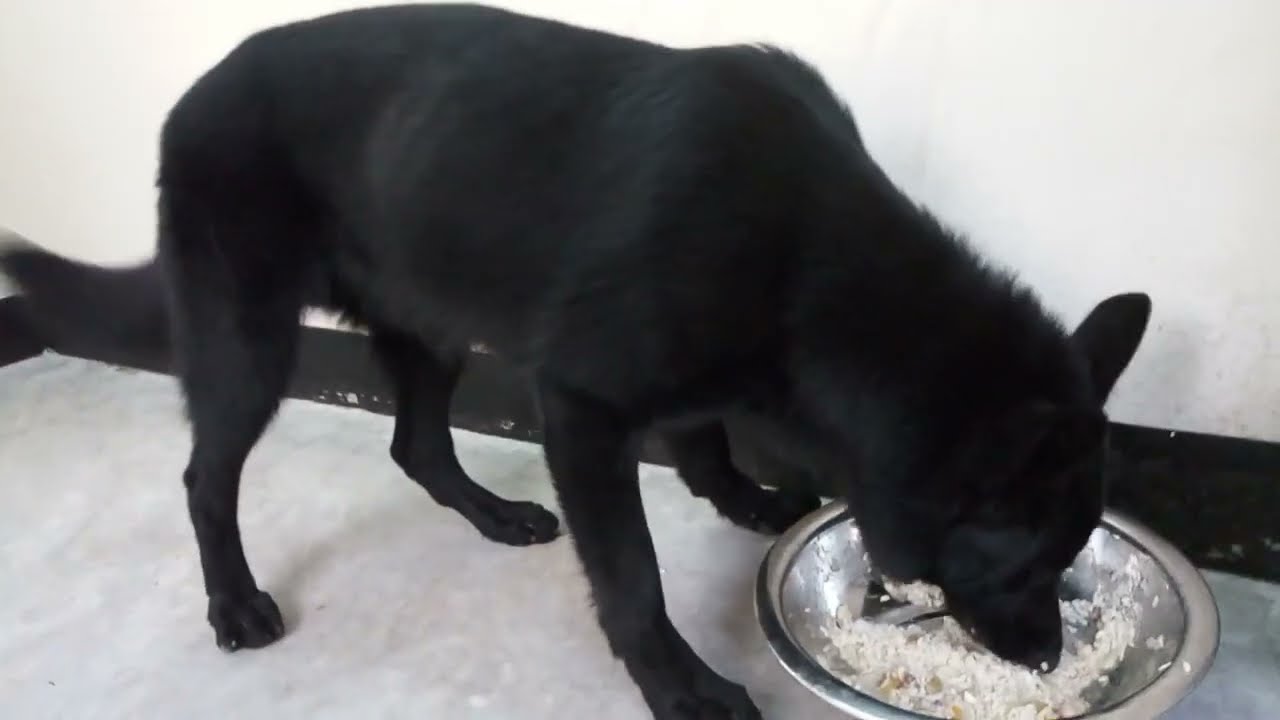 CopCanine Dog feeding || Pet care || কুকুরের খাবার ||  কুকুরের খাবারের পরিমাণ