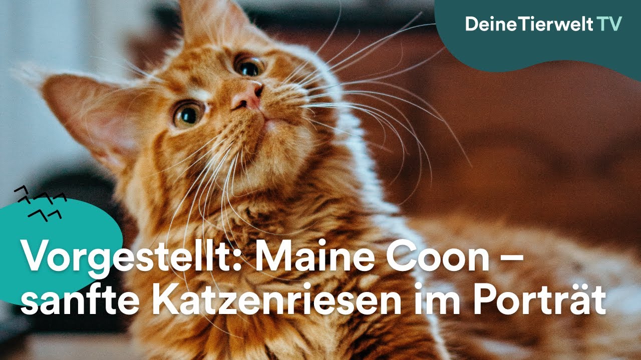 Vorgestellt: Maine Coon &ndash; sanfte Katzenriesen im Portr&auml;t
