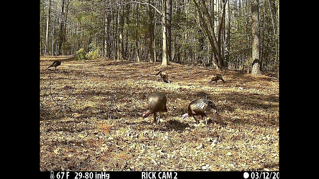 New Kent County Virginia wildlife