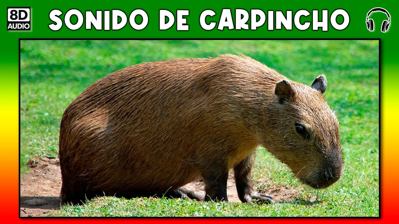 SONIDO DE CARPINCHO 🐗