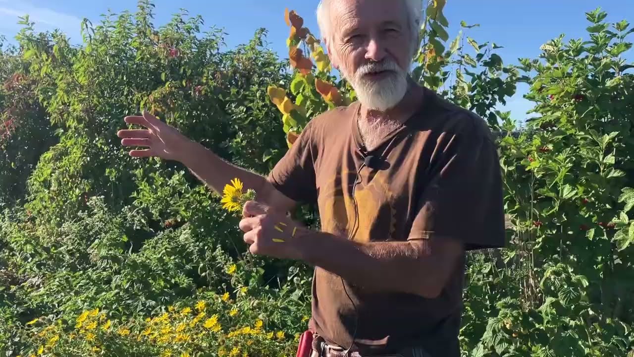 Gumweed aka Grindelia - Intro and How to Harvest with Skeeter
