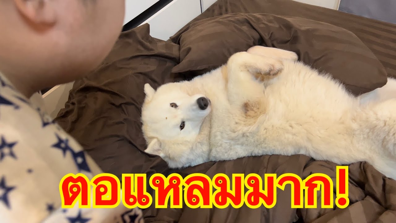 ตอแหลมมาก! ข้าวสวยกับจริตอ้อนผู้ชายอะไรจะขนาดนั้น!!