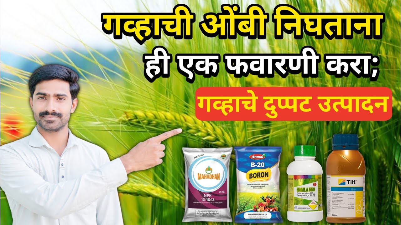 गहू ओंबी निघताना ही एक फवारणी करा 🌾 | गव्हाचे दुप्पट उत्पादन हमखास! | gahu favarni niyojan