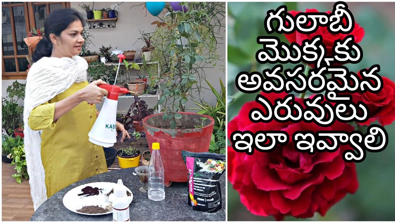 Rose fertilisers/గులాబీ మొక్క నాటినాక బలానికి ఇవి ఇవ్వండి  #gulabimokka #roseplant