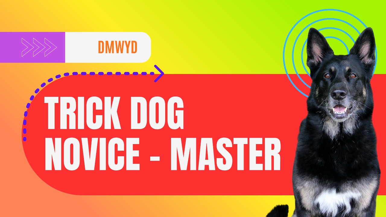 Do More With Your Dog - Juneau's Novice Master Trick Dog Title - NTDM