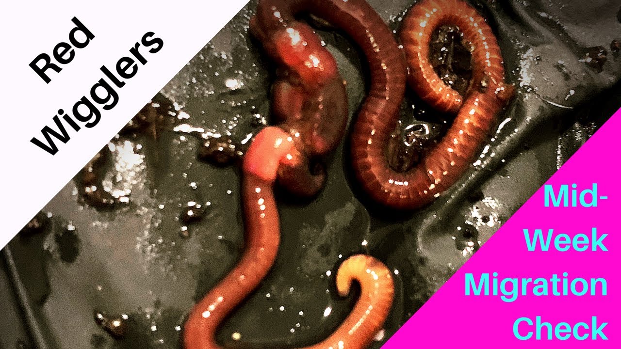 Horizontal Migration of Red Wigglers: Mid-Week Look
