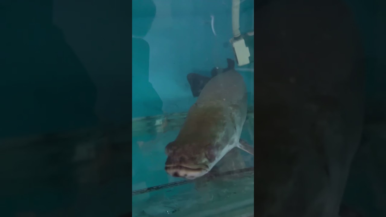 KALLA KALAKAA 👀 #arapima#monsterfish #arapimagigas#ipl2026#exoticaquariumfish #me