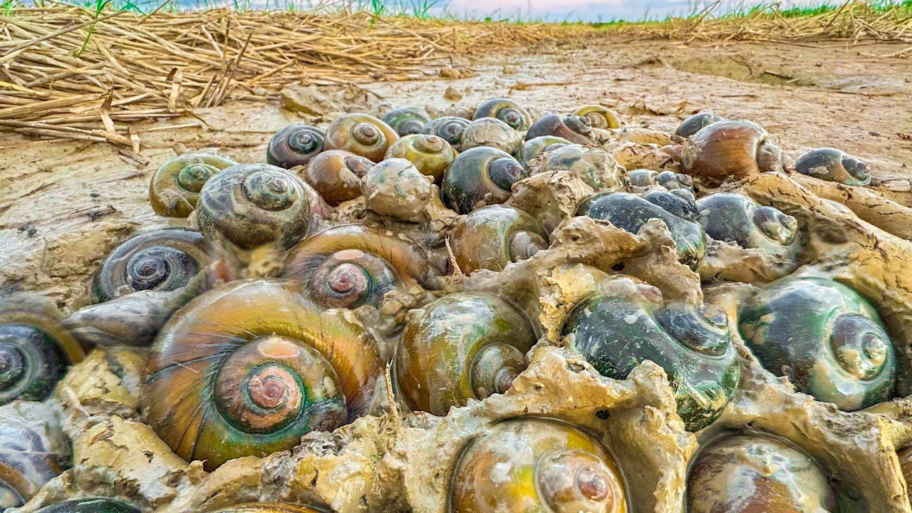 Great fishing ! many snails in the mud during low tide - Amazing fishing 
