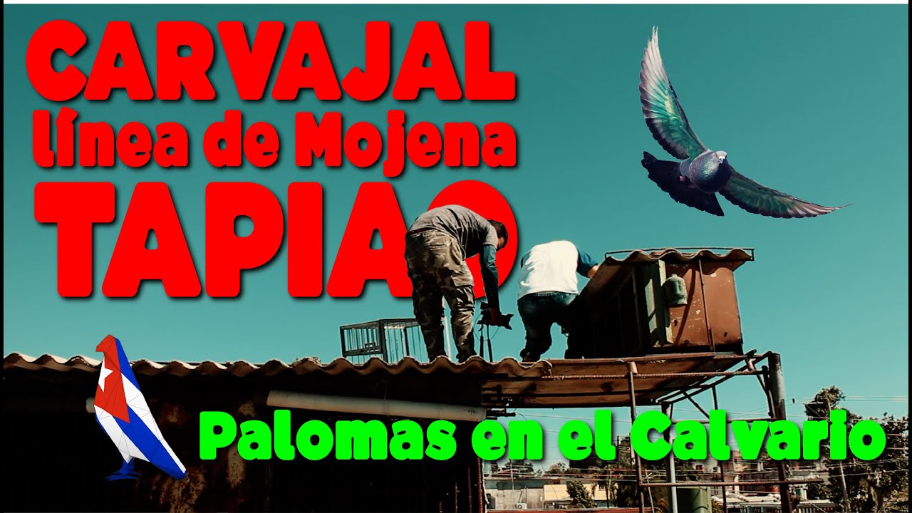 Las Palomas de la Línea de Mojena en el Tapiao de Carvajal
