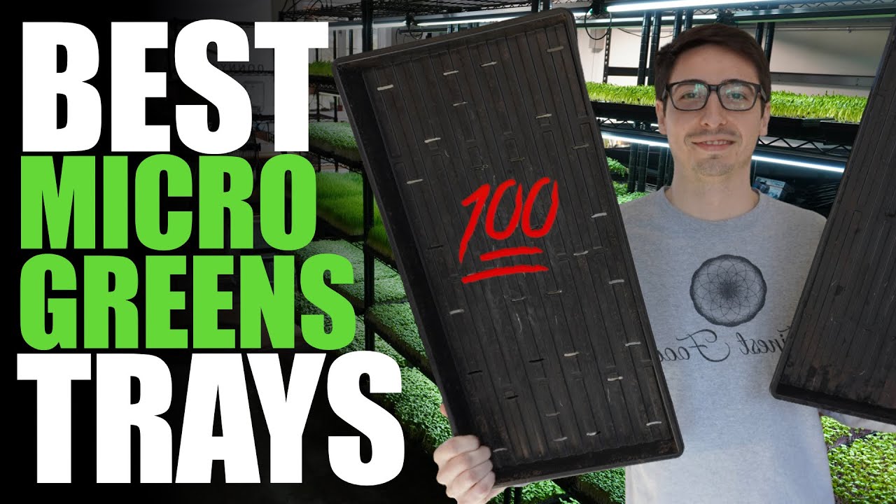 Best Trays For Microgreens (Better Growth & Long Lasting)