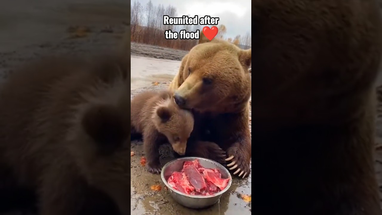 I SAVED A BABY BEAR DURING A FLOOD&hellip; WHAT HAPPENED NEXT SHOCKED ME 😳