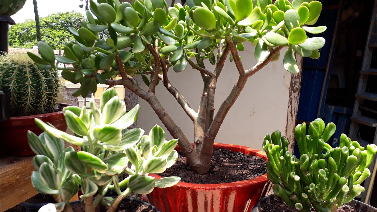 3 Crassulas da minha coleção..crassula ovata jade ..crassula gollum..crassula ovata jade Variegata