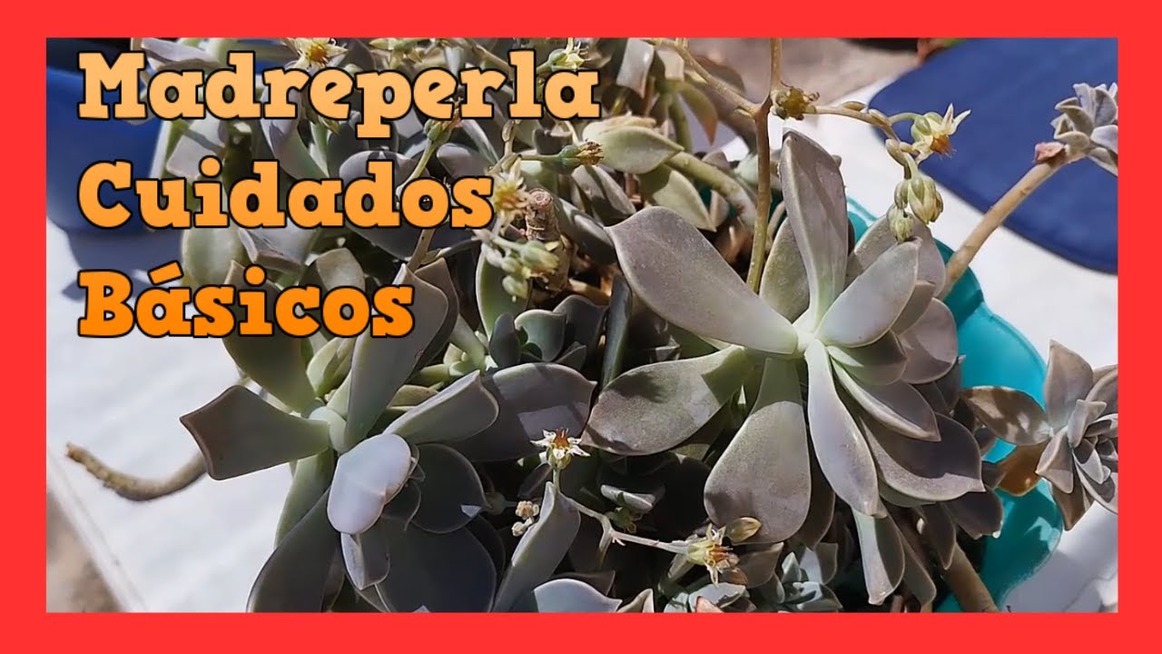 GRAPTOPETALUM Graptop&eacute;talo Planta Fantasma o Madreperla
