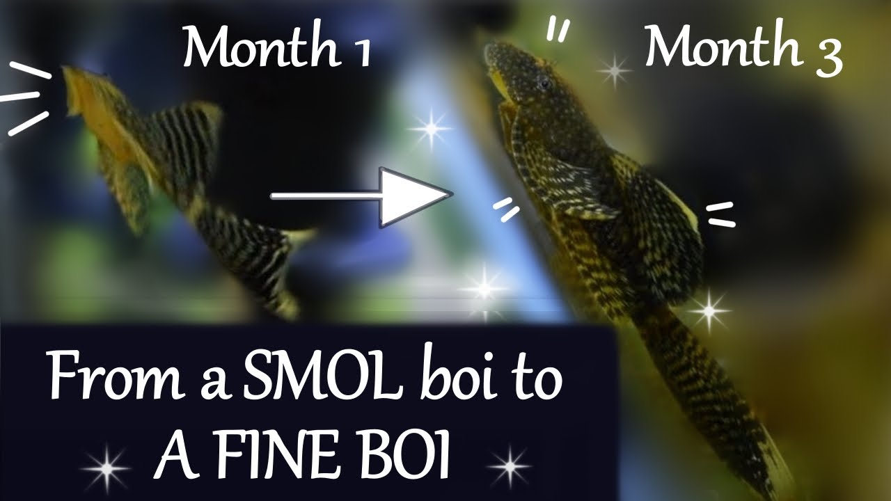 Pleco San TRIPLED his size in 3 months! 👀 Bristlenose Plecos GROW SO FAST!