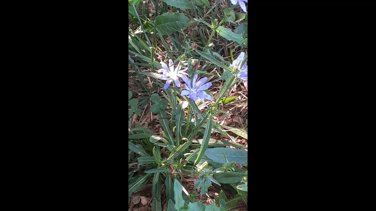Wild Chicory/ Blue Dandelion plant