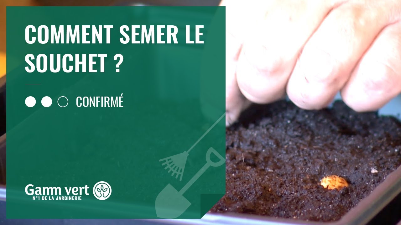 [TUTO] Comment semer le souchet comestible ? - Jardinerie Gamm vert