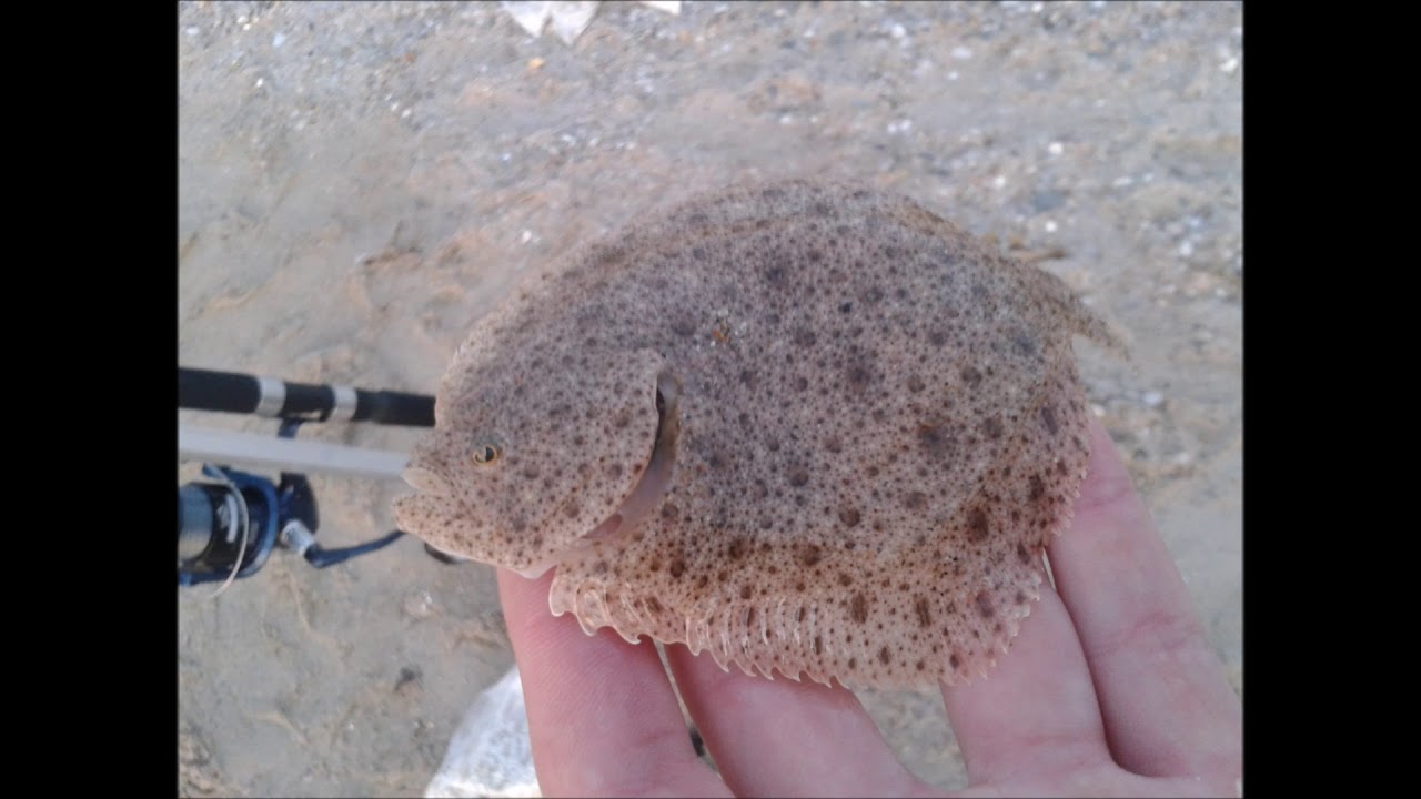 sea fishing photos slideshow Ballycastle 2014