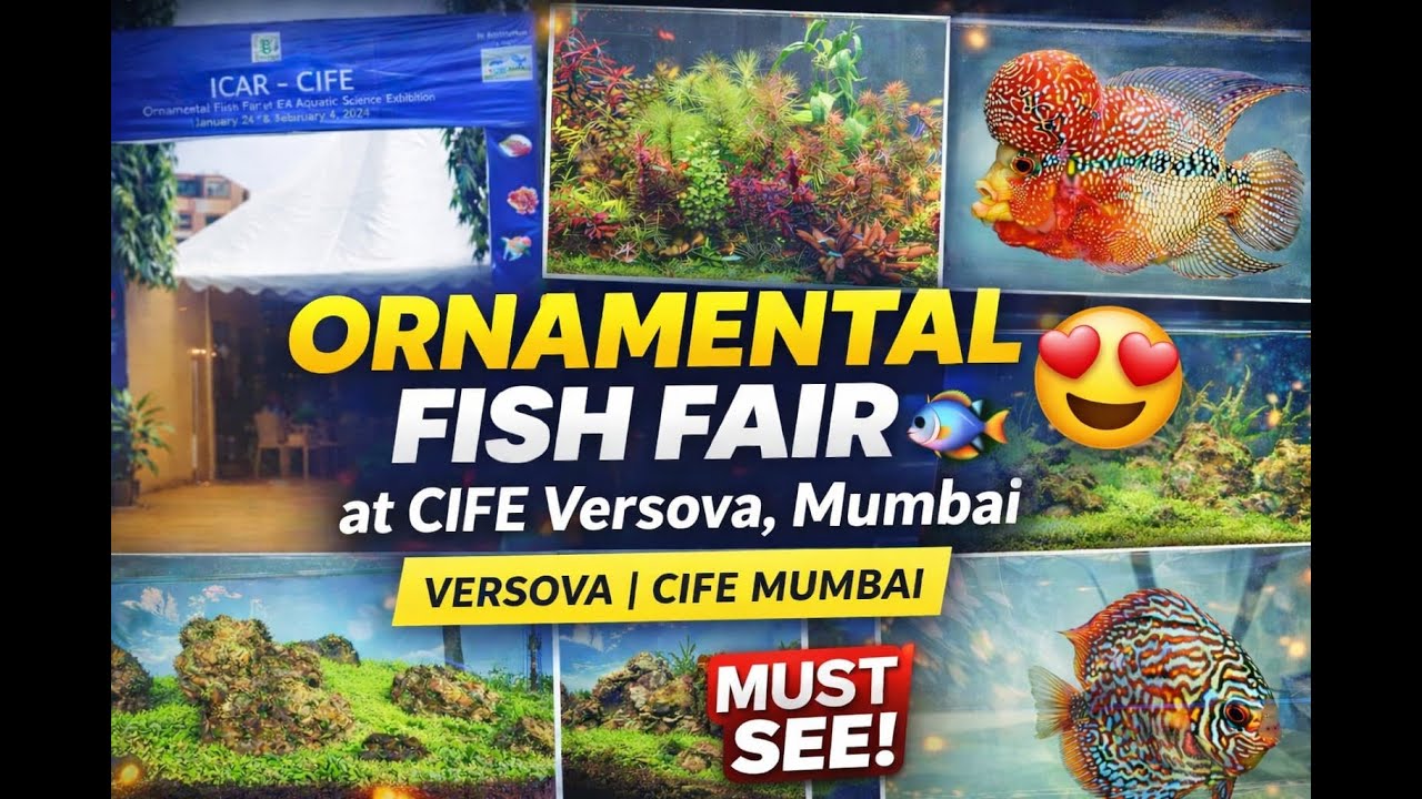 Inside Mumbai’s Insane Aquarium Fish Fair 🐟✨ #Aquariumfish