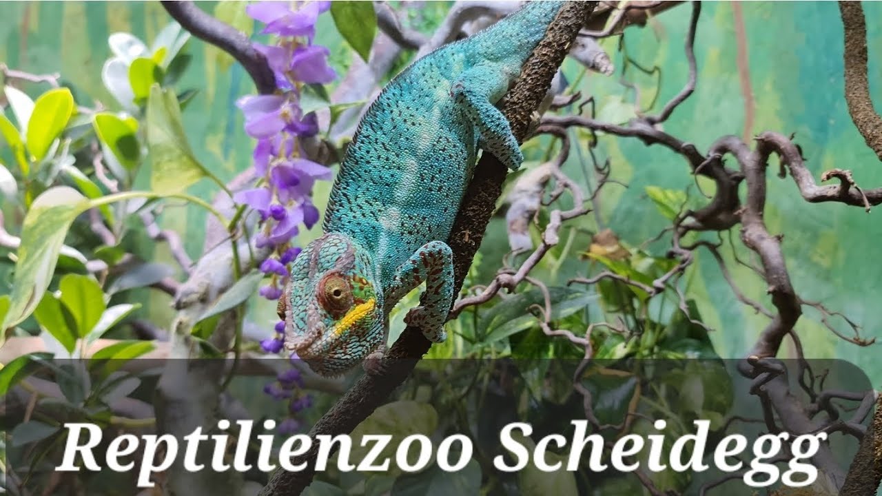 Reptilienzoo Scheidegg #keşfet #zoo #animals #tiere #hayvanlar #fürdich #fyp #foryou #keşfetteyiz 