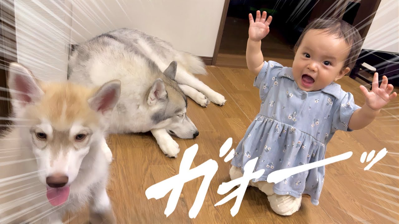 生まれた頃からシベリアンハスキーと育った人間の赤ちゃんが野生化しました・・・笑