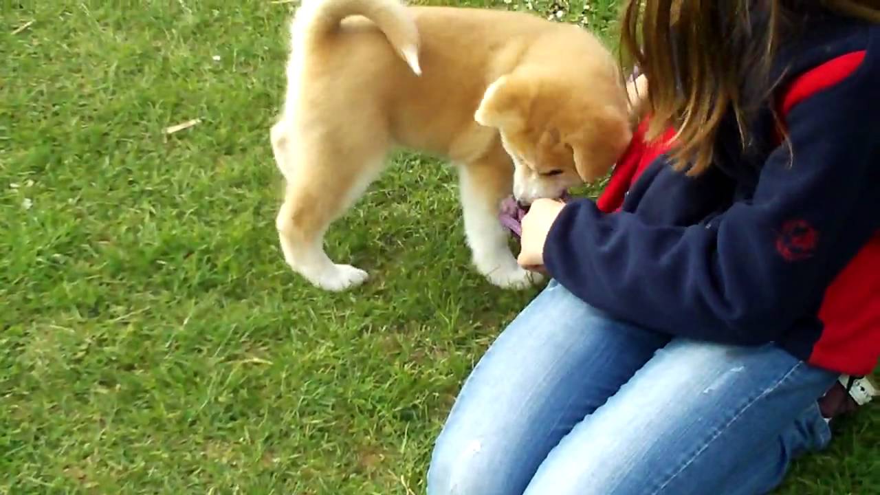 akita inu: tsukiyo joue avec ses amis