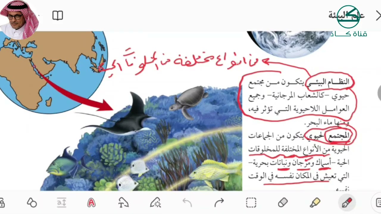 مستويات التنظيم
