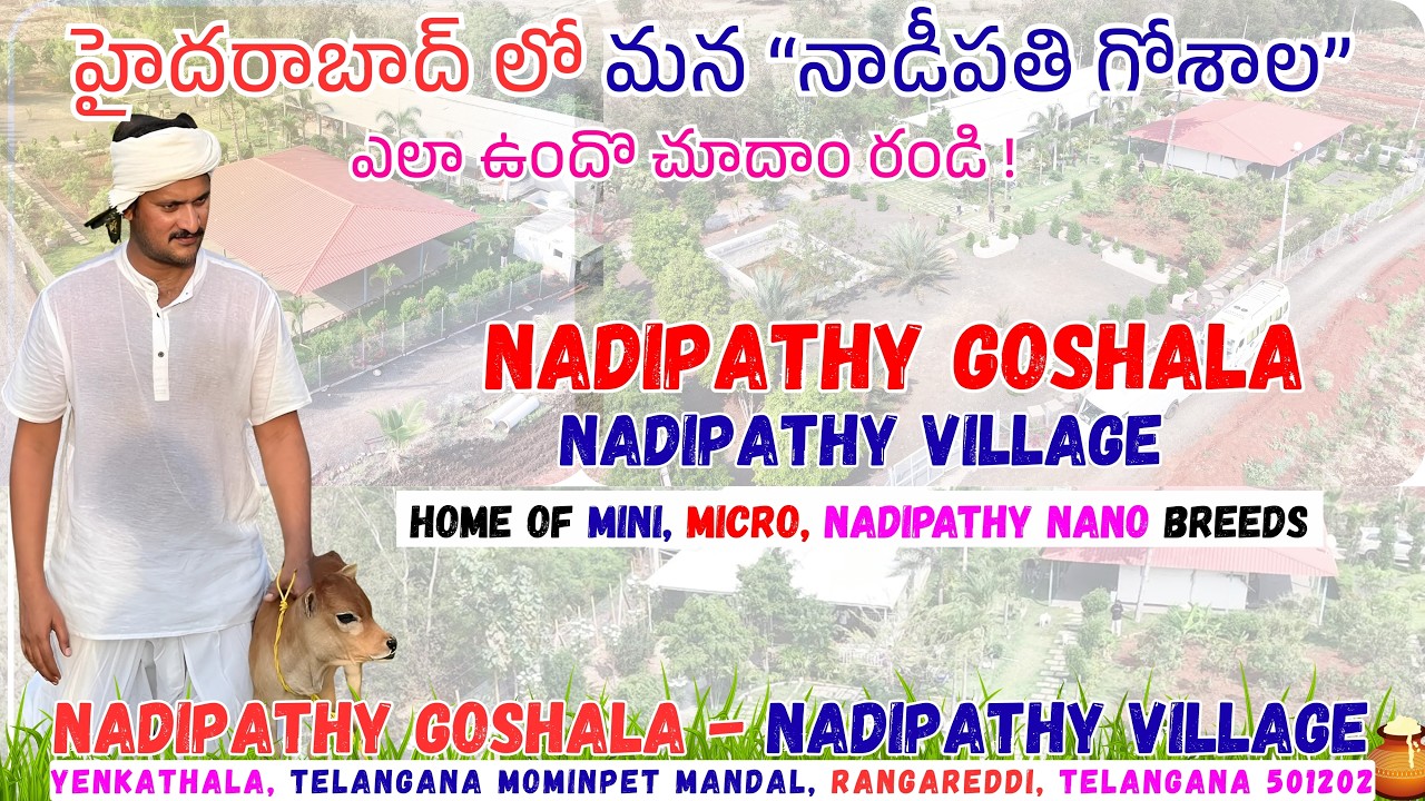 Step into Nadipathy Cow Paradise | Hyderabad’s New Goshala | Short & Cute Cows #youtube #viral #yt