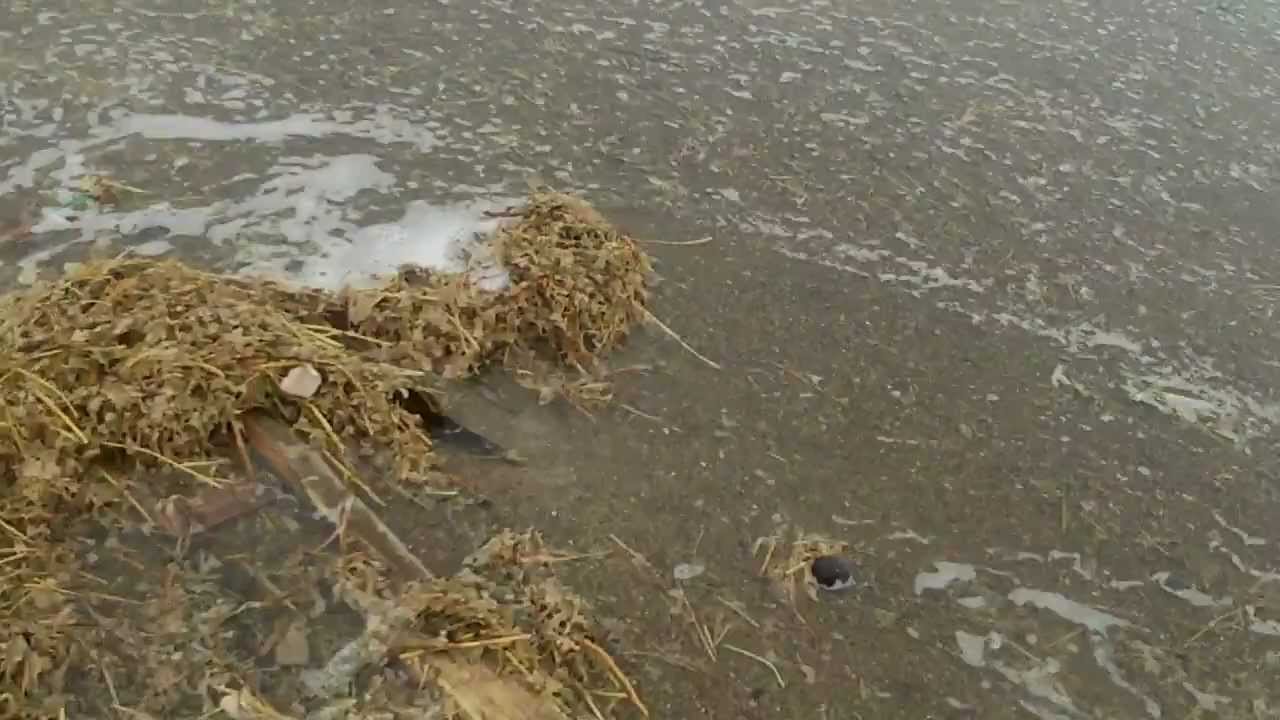 How to find Rav Amber Bernstein beach find . Hanstholm