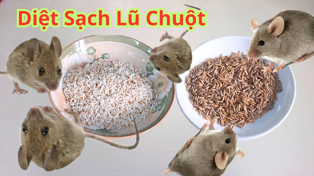 Chỉ cần thứ này chuột trong nhà không còn 1 con. Cách diệt chuột hiệu quả nhất không dùng hóa chất