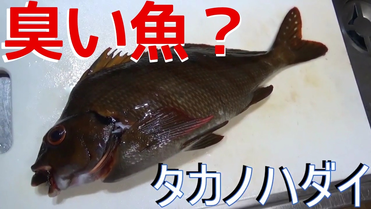 くさいと言われる魚　タカノハダイを捌いて食べる！　実は旨い
