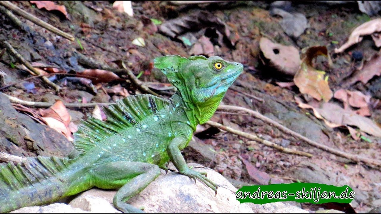 Nicaragua wildlife