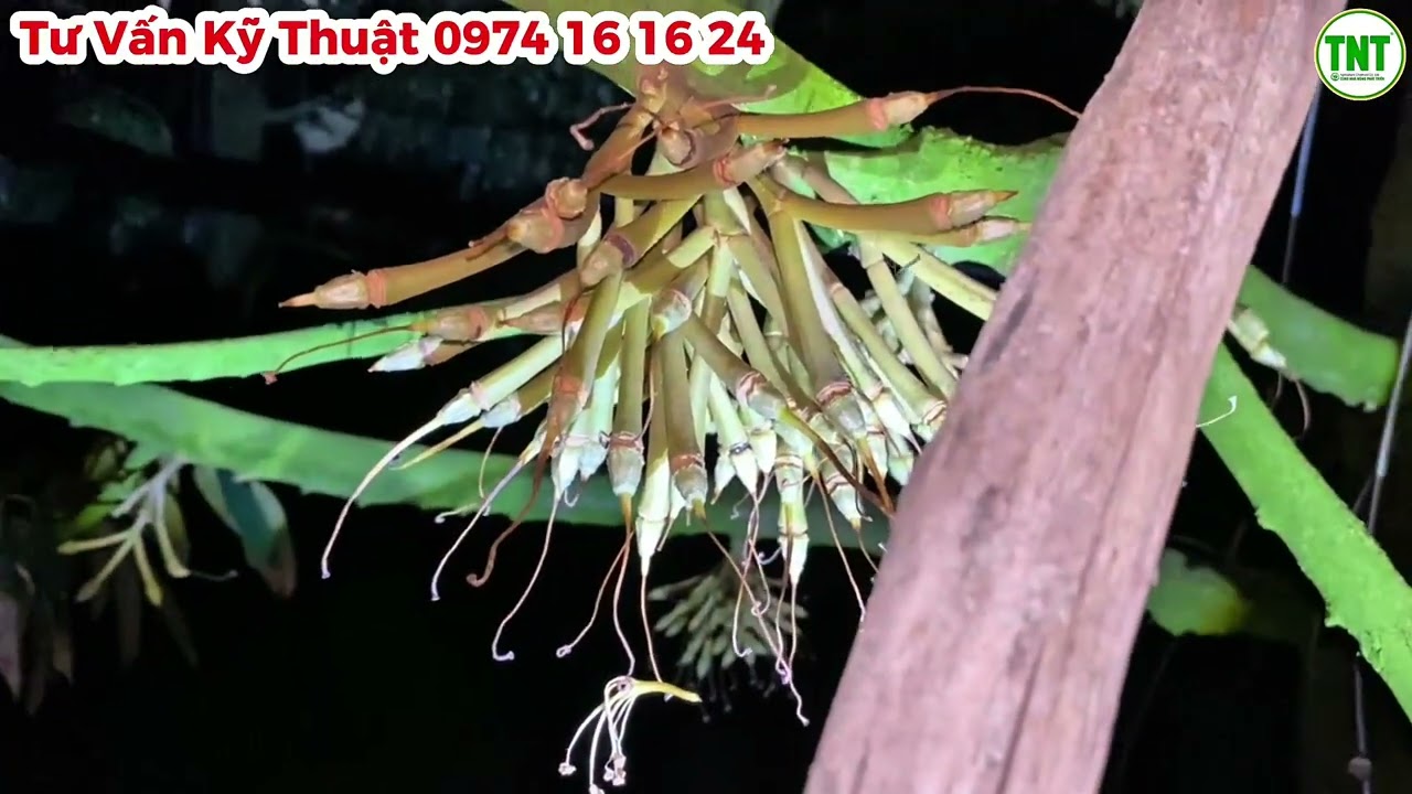 Vườn Sầu Riêng ở Tiền Giang đang chạy trái mạnh, tỷ lệ đậu trái tương đối ổn định