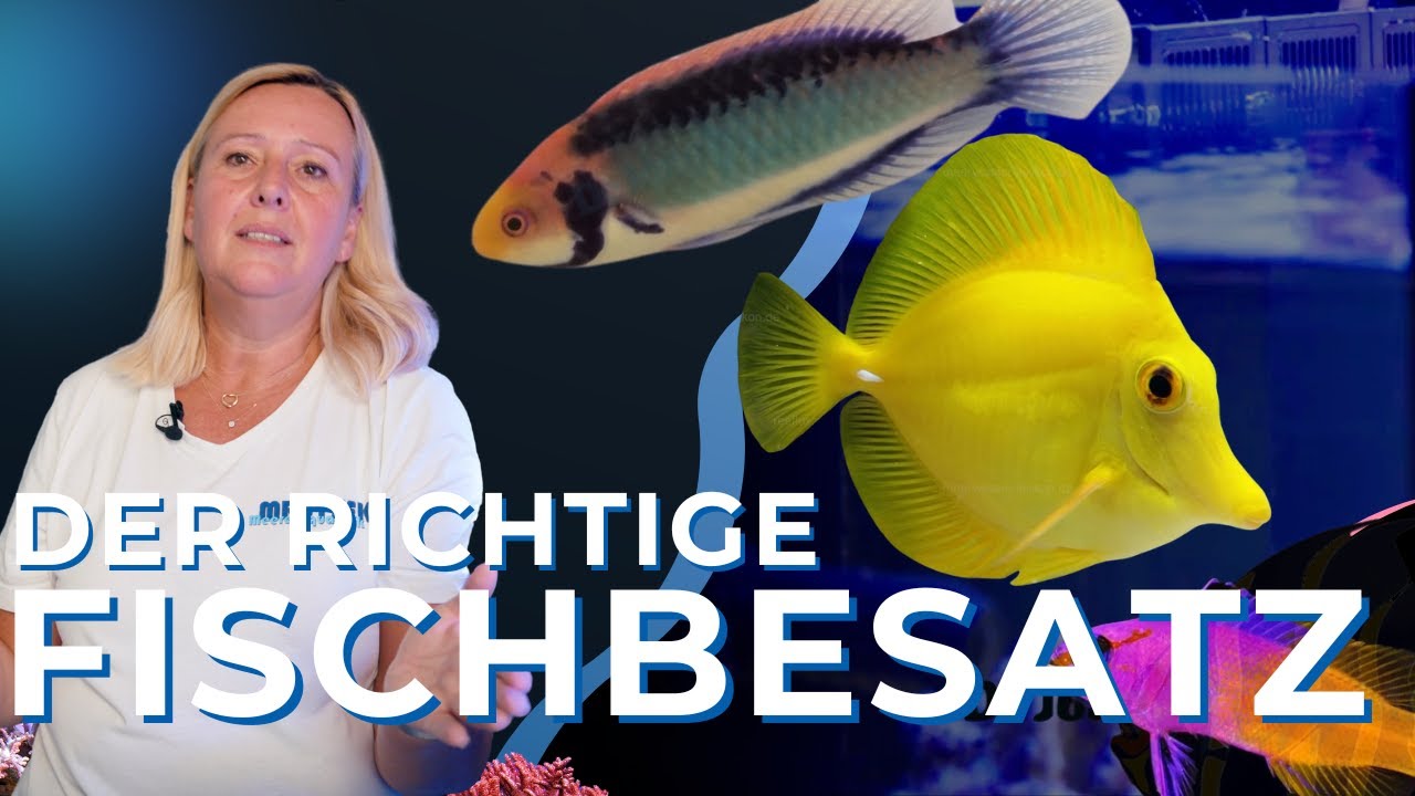 Fischbesatz: Größe ist nicht alles! Worauf muss ich bei der Besatzplanung meines Aquariums achten?