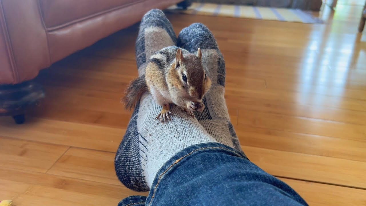 아빠 다리가 더 좋은 다람쥐 쳐키 Chipmunk Chucky Loves To Sit On Daddy's Leg