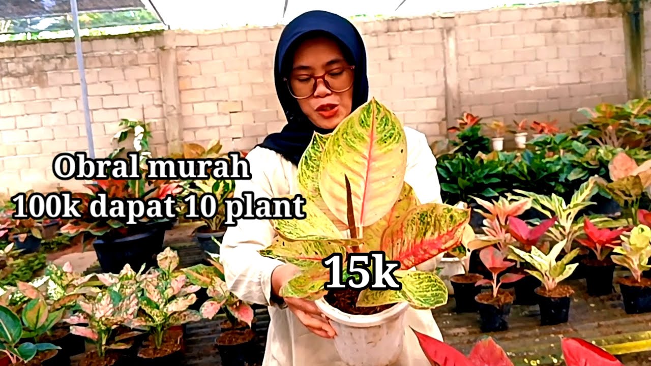 Apesial promo Obral murah aglonema cantik² paket murah 100 dapat banyak
