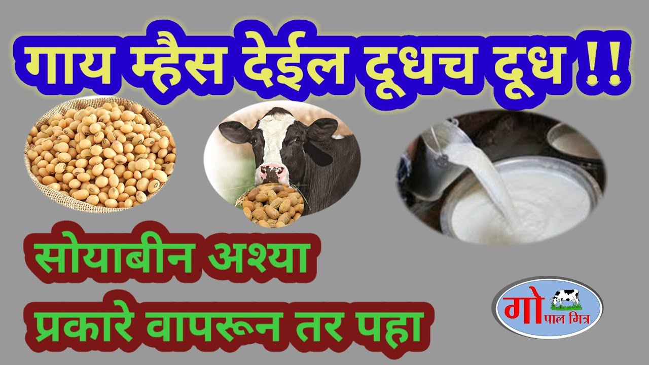 soyabean feeding to cow|| गाई म्हैशी देतील दूधच दुध!! सोयाबीन चा असा वापर करून तर बघा!!