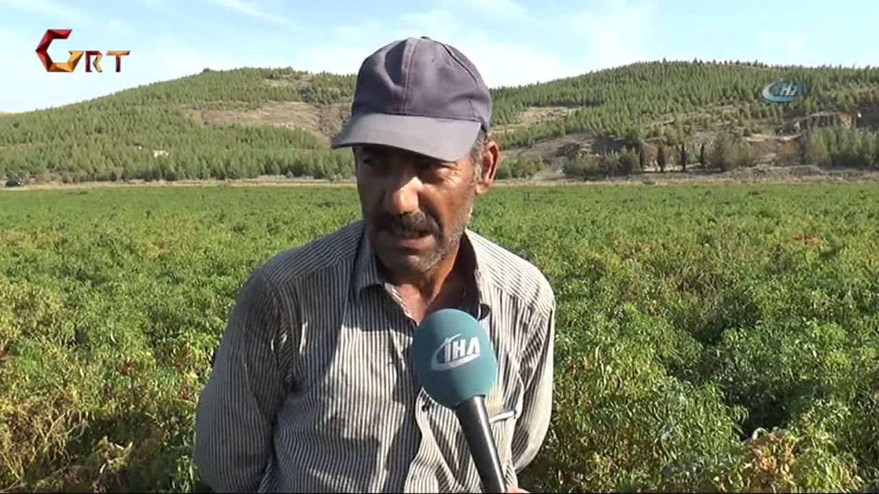 Gaziantep'te biber hasadı başladı, kent kırmızıya boyandı