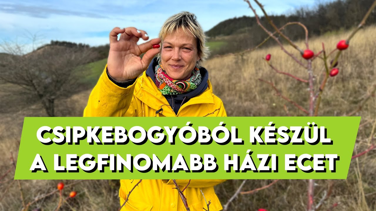 Csipkebogyóból készül a legfinomabb házi ecet | Mindmegette.hu