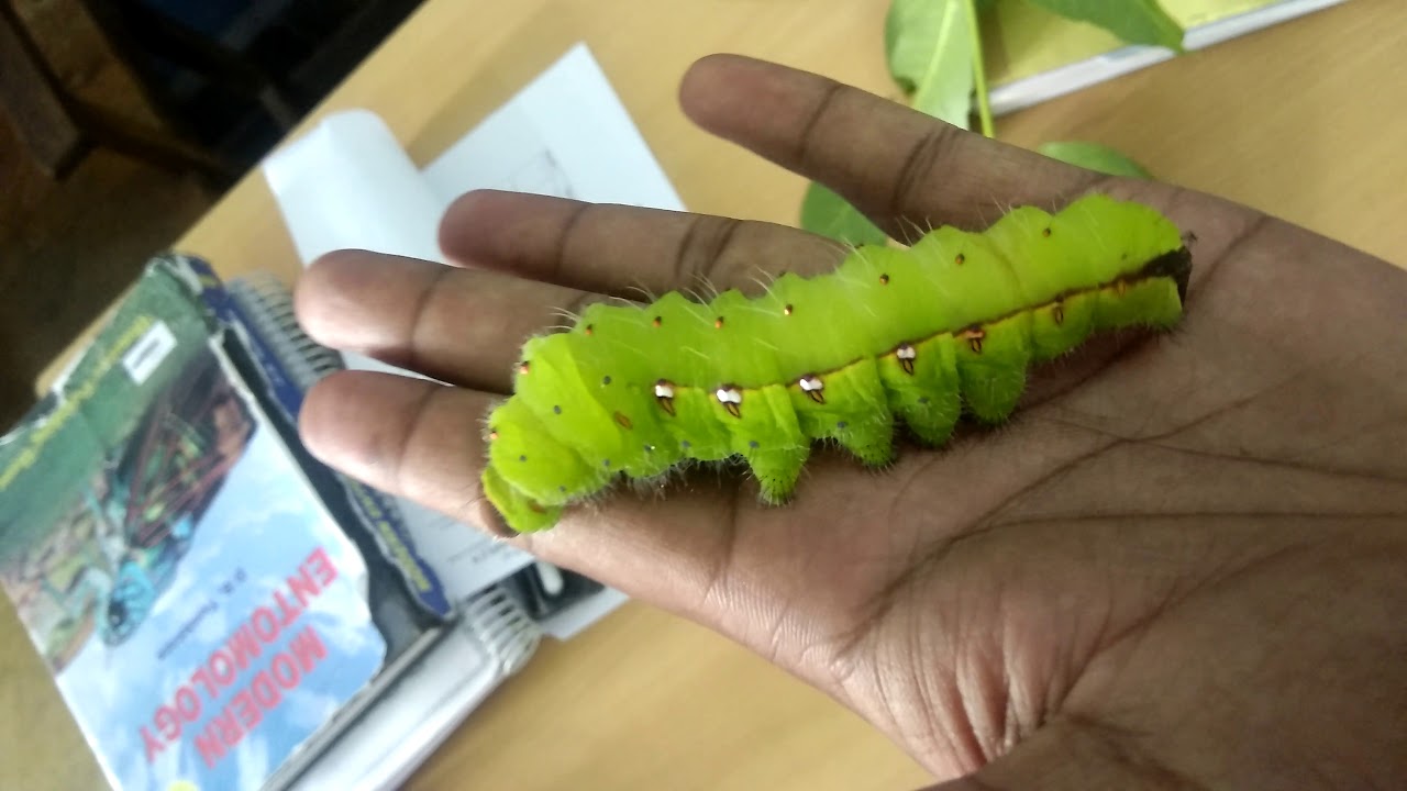 Tasar Silkworm