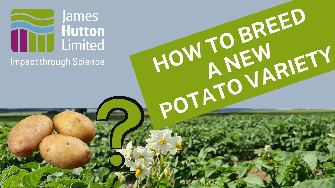 How to Breed a New Potato Variety - In a nutshell