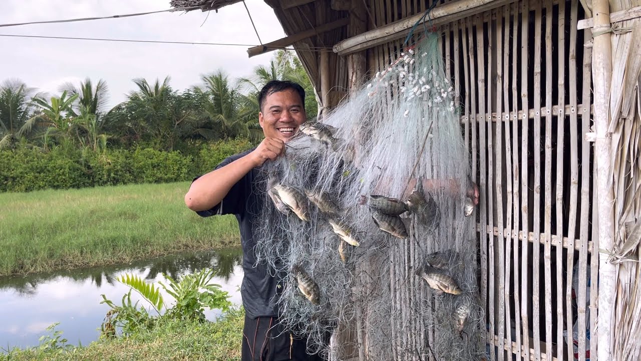 Một Ngày Bội Thu ! Cá Đâm Lưới Kiểu Này Hết Biết Đường Gỡ Luon |Cuộc sống người chăn vịt