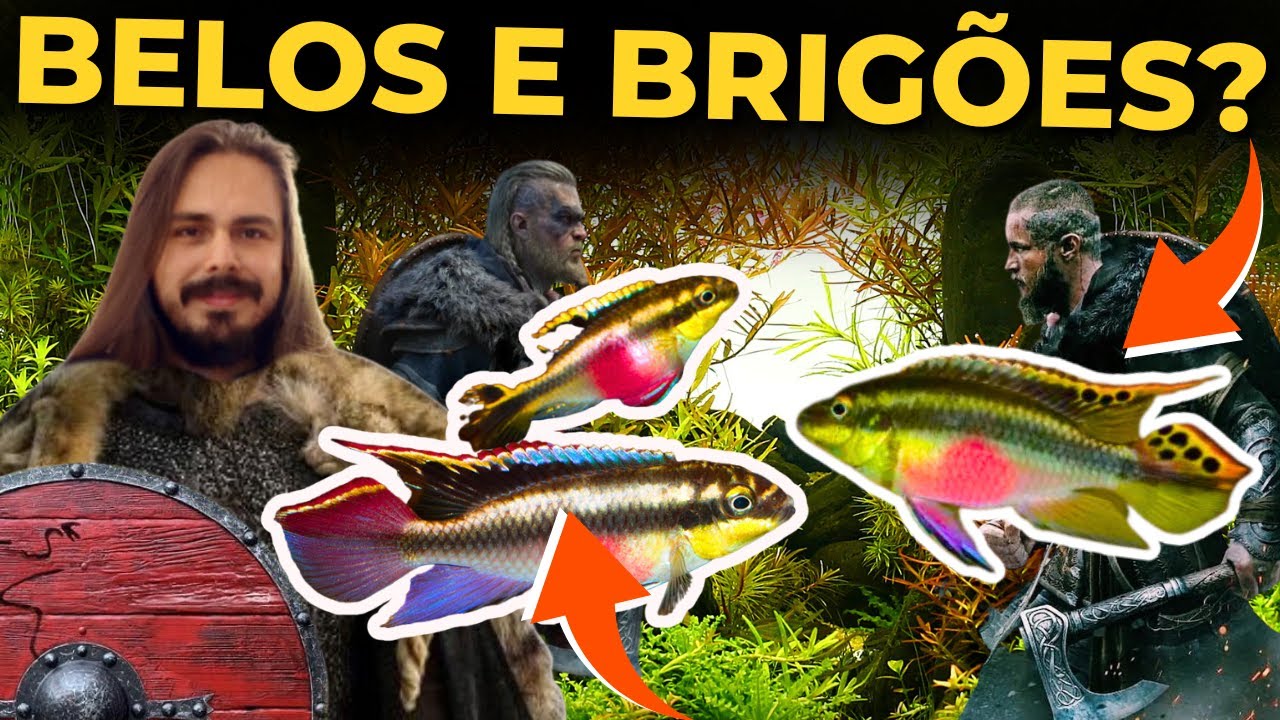 🔴UM DOS PEIXES MAIS LINDOS DO AQUARISMO! KRIBENSIS, TUDO SOBRE |Mr. Betta|