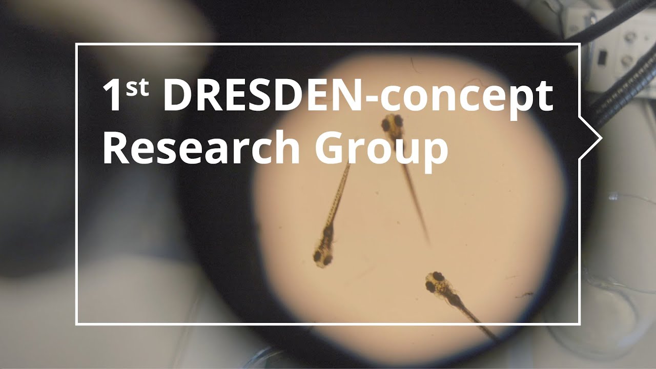 Excellent research in Dresden: DRESDEN-concept Research Groups
