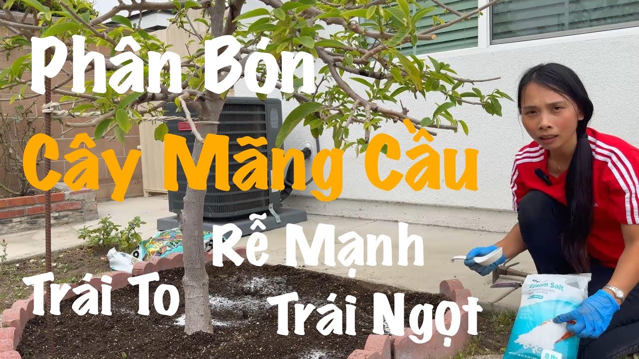 Phân Bón Cây Mãng Cầu Giúp Rễ Mạnh  | Cây Cho Trái To, Ngọt  |  Fertilizing Atemoya Trees [ENG SUB]
