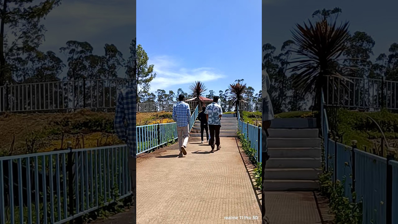 tea park ooty
