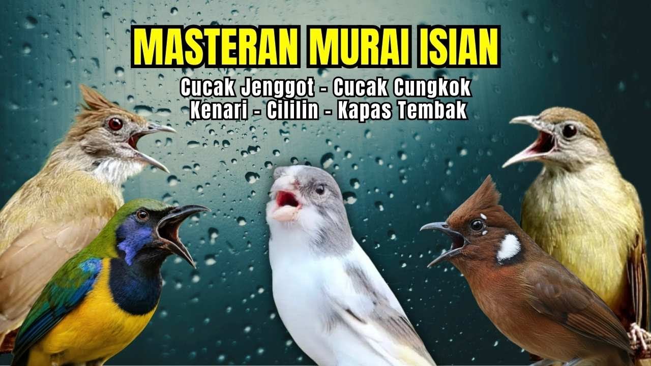 Masteran Murai Isian Kenari, Cungkok, Cililin, Cucak Jenggot, Kapas Tembak